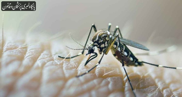 آمار مبتلایان تب دنگی در ۸ ماهه امسال ۱۲ برابر شد