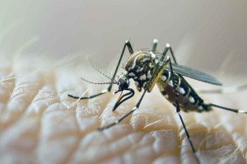 آمار مبتلایان تب دنگی در ۸ ماهه امسال ۱۲ برابر شد