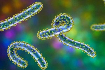 شیوع ویروس کشنده «ماربورگ» در جنوب اتیوپی