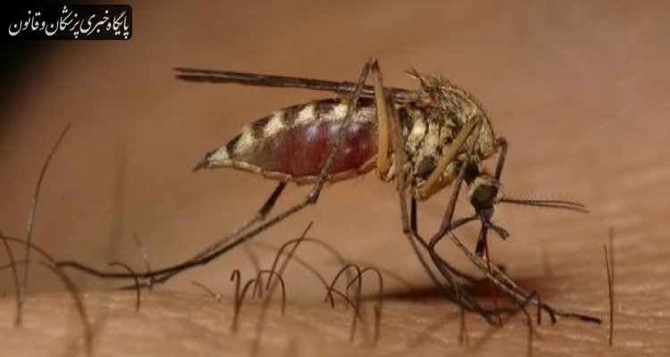 ابتلای ۹۹۸ بیمار به تب دنگی