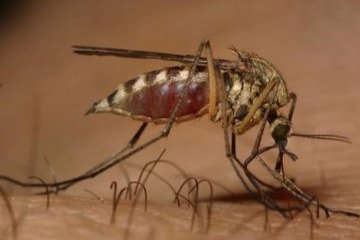 ابتلای ۹۹۸ بیمار به تب دنگی