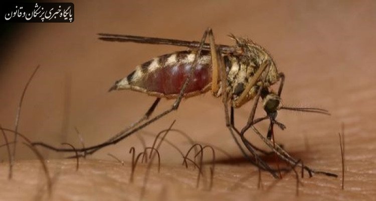 ابتلای نزدیک به هزار نفر به تب دنگی در سال ۱۴۰۴