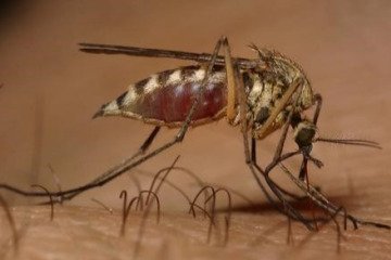 ابتلای نزدیک به هزار نفر به تب دنگی در سال ۱۴۰۴