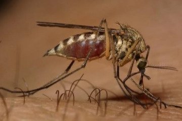 تعداد مبتلایان تب دنگی به ۱۱۰۷ نفر رسید