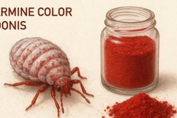 تایید استفاده از رنگ طبیعی قرمز حاصل از پوست برخی حشرات در محصولات غذایی