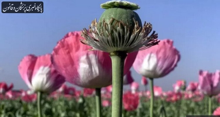 اختلاف آماری در مصرف مواد مخدر دارویی