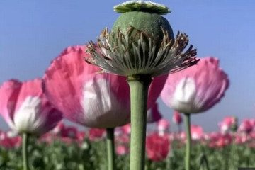 اختلاف آماری در مصرف مواد مخدر دارویی