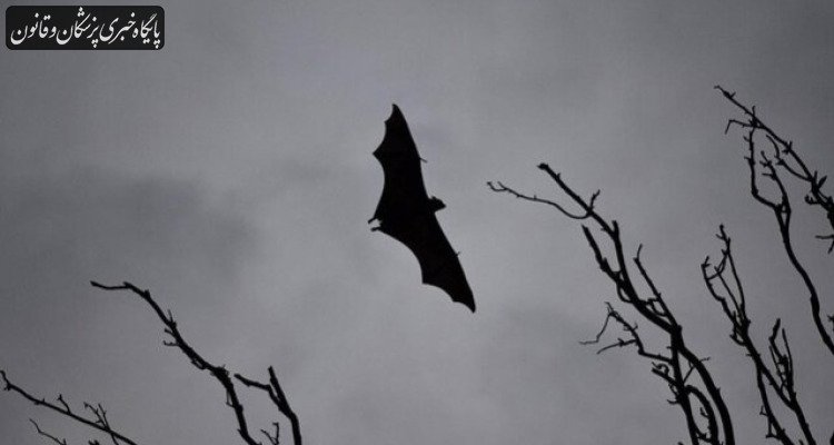 مرگ زنی در بنگلادش بر اثر ویروس «نیپا»
