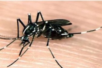 اقدام در جهت عقیم‌سازی پشه آئدس با کمک سازمان انرژی اتمی