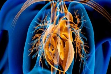 عفونت‌های درمان‌نشده در کودکی، تهدیدی برای دریچه‌های قلب در میانسالی