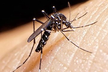 شناسایی ۱۲۱۸ بیمار تب دِنگی در کشور تا ابتدای اسفند