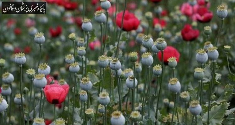 آغاز فرایند اجرایی کشت «شقایق الیفرا»
