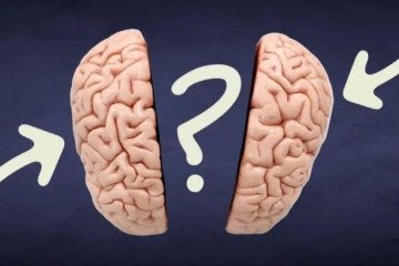 آیا مغز افراد منطقی با افراد احساسی متفاوت است؟ علم چه می‌گوید؟