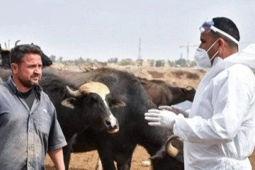 شناسایی ۲۱۹ مورد ابتلا به تب کریمه کنگو در عراق از ابتدای سال جاری میلادی