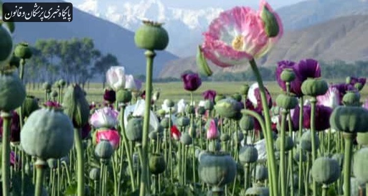 کشت غیرمجاز خشخاش از ۹ هزار به ۴۲ هزار هکتار رسید