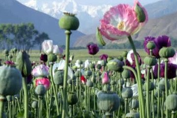 کشت غیرمجاز خشخاش از ۹ هزار به ۴۲ هزار هکتار رسید