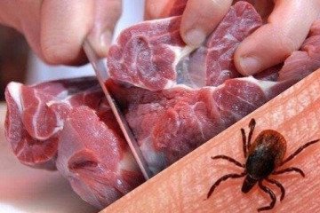 فعالیت کنه‌های ناقل تب کریمه کنگو در تابستان