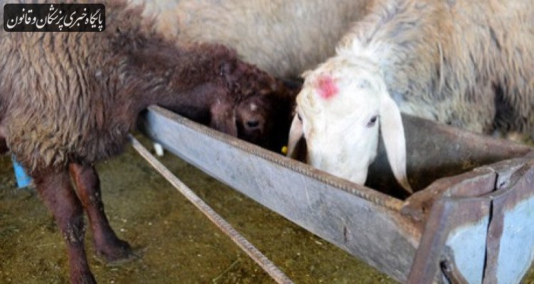 شناسایی و تعطیلی اتاق‌های کشتار غیرمجاز دام در نجف‌آباد