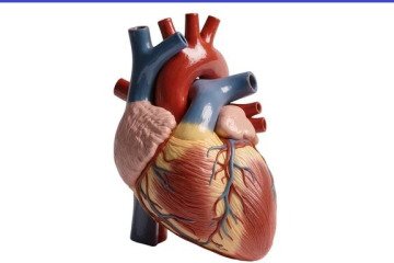 صدور مجوز دریچه قلب مصنوعی که با کودکان رشد می‌کند