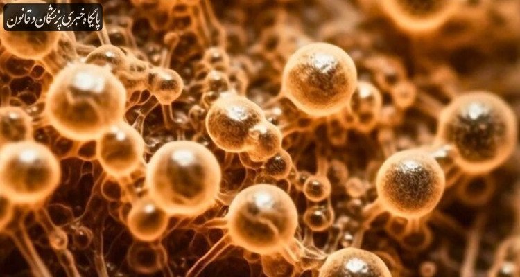 شیوع قارچ خطرناکی که هیچ دارویی ندارد