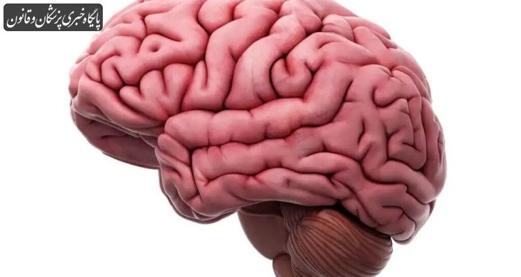 الکل از طریق سلول‌های ایمنی مغز هم به این عضو آسیب می‌زند