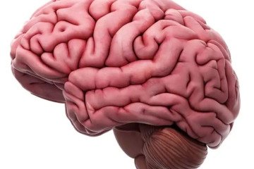 الکل از طریق سلول‌های ایمنی مغز هم به این عضو آسیب می‌زند