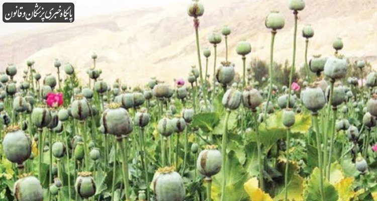 کشت کنترل‌شده خشخاش برای تامین داروهای مورد نیاز کشور ضروری است