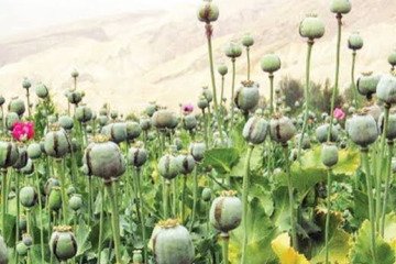 کشت کنترل‌شده خشخاش برای تامین داروهای مورد نیاز کشور ضروری است