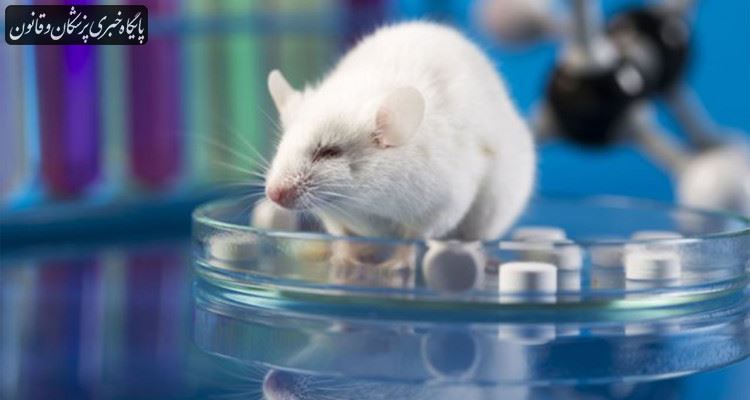 داروی درمان سالک در حال طی کردن فرایند آزمایش حیوانی است