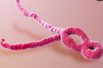«ابولا» کنگو را در وضعیت اضطراری قرار داد