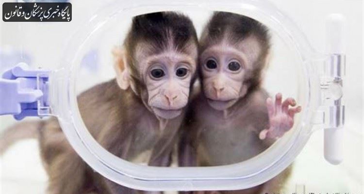 تولد ۵ میمون شبیه سازی شده در چین