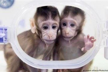 تولد ۵ میمون شبیه سازی شده در چین