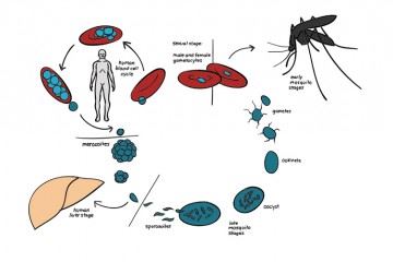 سند مبارزه با مالاریا در ایران با همکاری دفتر سازمان بهداشت جهانی تدوین شده است