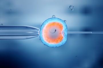 استفاده از سلول‌های پرتوان القایی برای به دست آوردن تخمک یا اسپرم